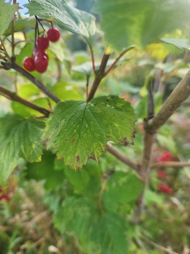 guelder-rose