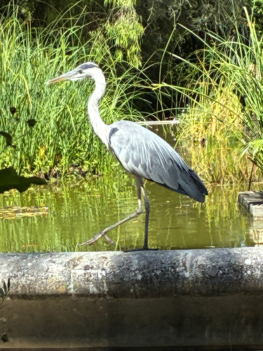 Grey Heron