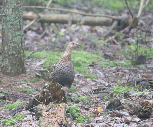 Black Grouse