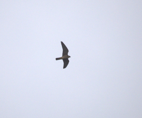 Eurasian Hobby