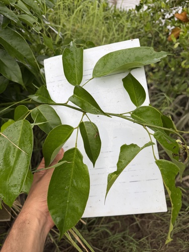 Dalbergia ovalis, 2026-06-04