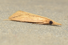 Schoenobiinae
