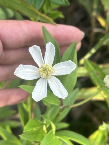 Clematis hexapetala, photograph 5
