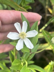 Clematis hexapetala, photograph (c) Tatyana Petrenko, some rights reserved (CC BY)