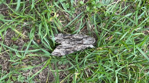 Convolvulus Hawkmoth