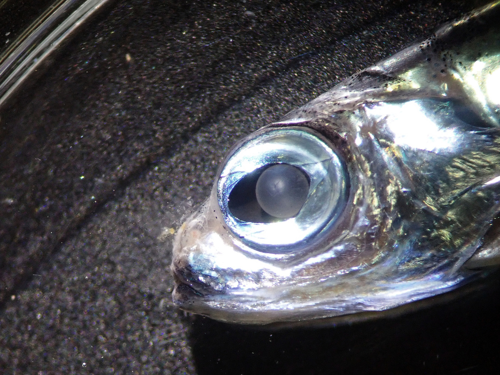 Snubnose Blacksmelt
