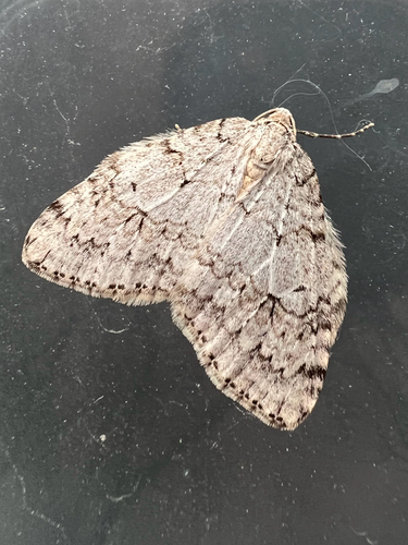 Autumnal Moth