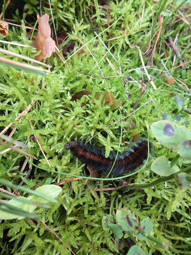 Fox Moth