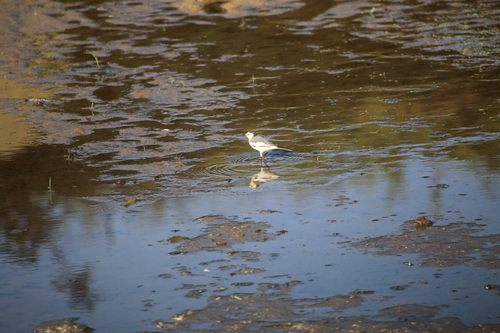 White Wagtail