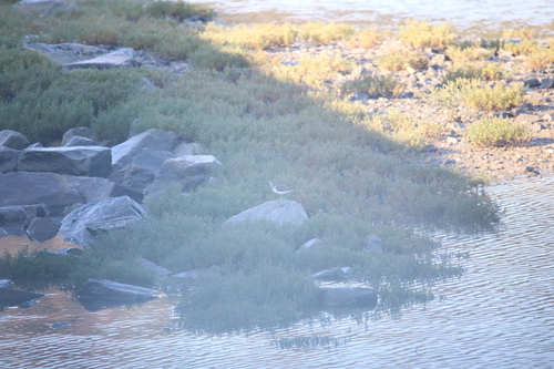 Common Sandpiper