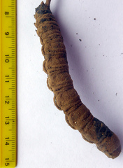 Cordyceps robertsii image