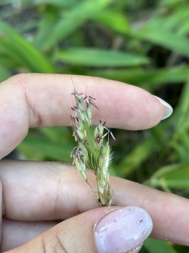 Spodiopogon sibiricus, photograph 3