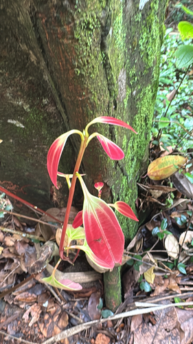 Ceylon cinnamon
