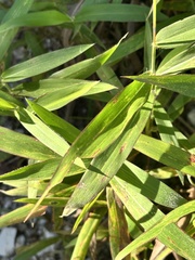 Spodiopogon sibiricus