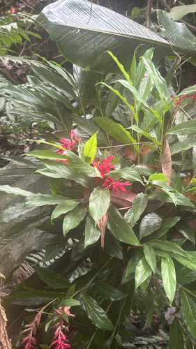 Red Ginger
