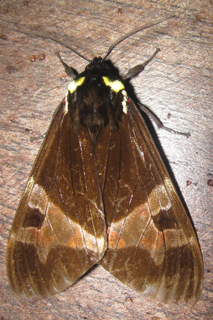 Dysschema magdala