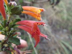Clinopodium tomentosum