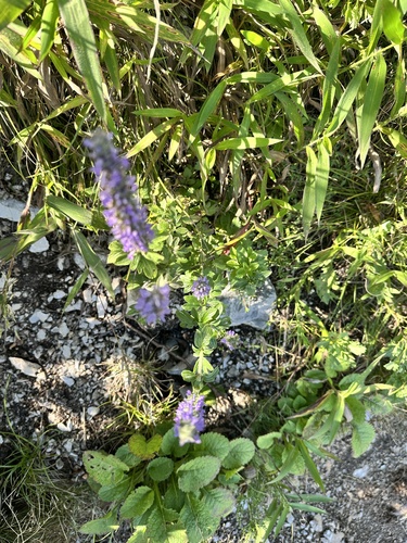 Nepeta multifida, photograph 2