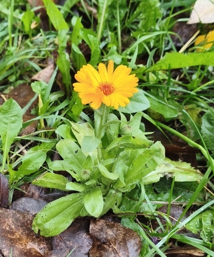pot marigold