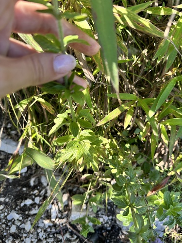 Nepeta multifida, photograph 3