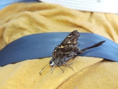 Chioides