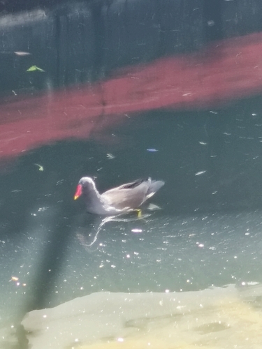 Eurasian Moorhen