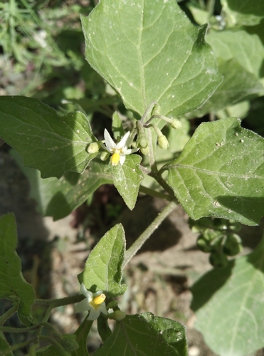 black nightshade