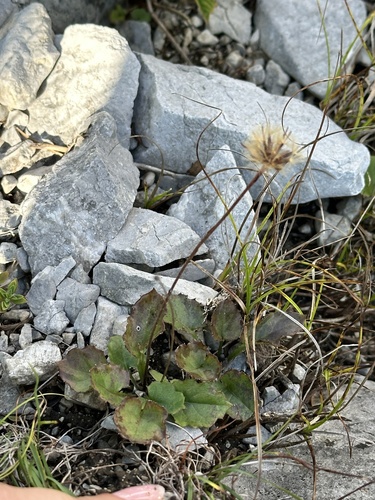 Leibnitzia anandria, photograph 6