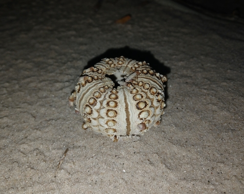Goniocidaris tubaria observed 2026-09-17