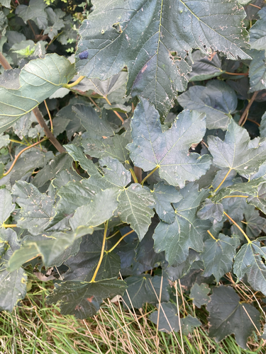 sycamore maple