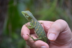 Polychrus marmoratus