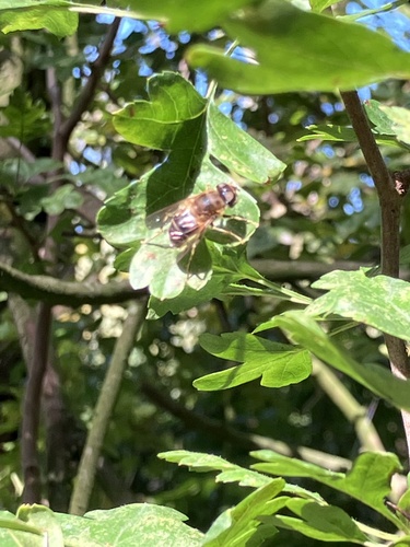 Tapered Drone Fly