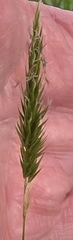 Anthoxanthum odoratum, photograph (c) Ian Rainbow, some rights reserved (CC BY)