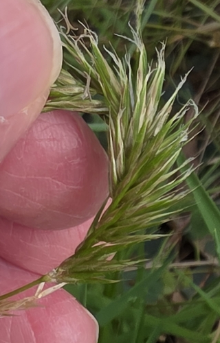 Anthoxanthum odoratum, photograph 3