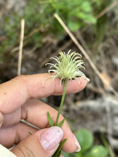 Clematis hexapetala, photograph 2