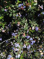 Ceanothus foliosus foliosus