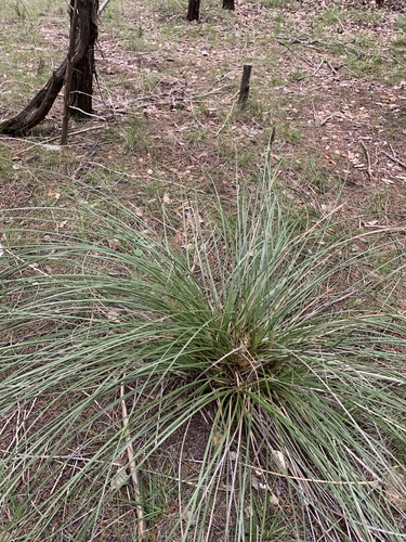 Nolina texana