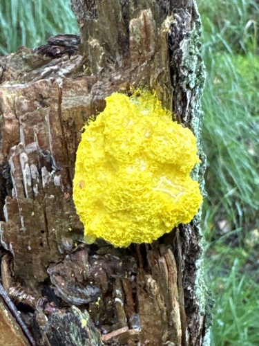 Dog Vomit Slime Mold