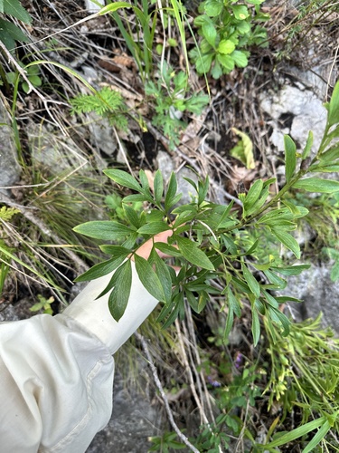 Clematis hexapetala