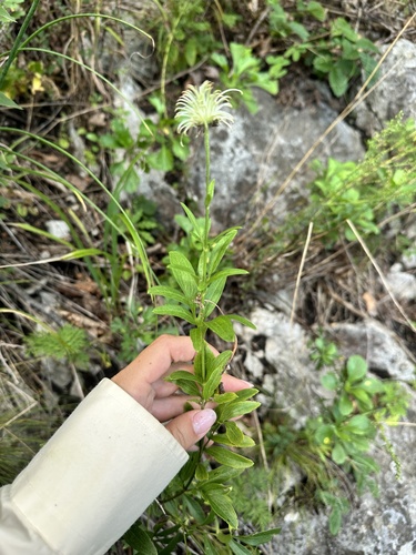 Clematis hexapetala, photograph 3