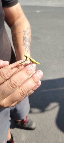 European Mantis