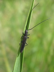 Theophilea subcylindricollis