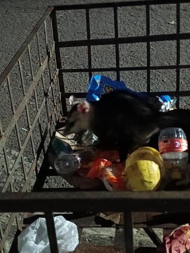 White-eared Opossum