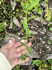 Gypsophila pacifica