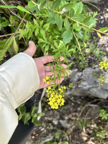 Patrinia rupestris, photograph 1