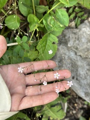 Gypsophila pacifica, photograph (c) Tatyana Petrenko, some rights reserved (CC BY)