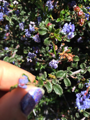 Ceanothus foliosus foliosus