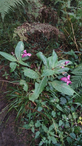 Himalayan balsam