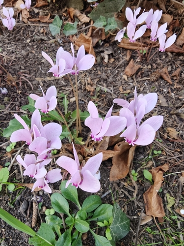 Ivy-leaved cyclamen