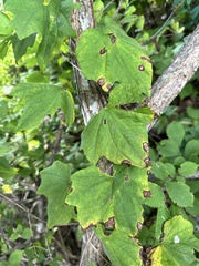 Dioscorea nipponica